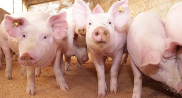 Pork Returns as Top Protein in New National Campaign