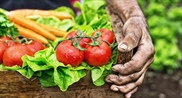 Rollins Streamlines U.S. Pork and Poultry Processing