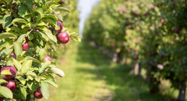 Improving Soil Health in New York Apple Orchards