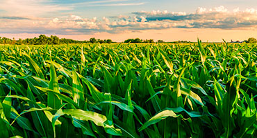 U.S. Corn Ethanol SAF Future Faces Uncertainty