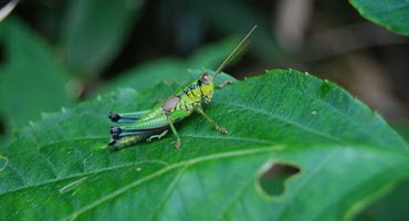 Better Plant Nutrition Reduces Disease and Insect Damage